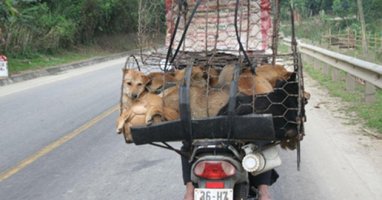 Việt Nam là một trong những điểm đến bị người yêu chó, mèo đòi tẩy chay