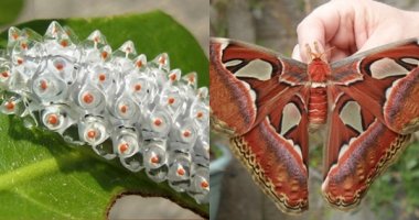 Xem khác biệt thú vị giữa sâu và bướm trưởng thành