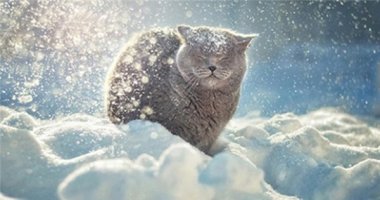 Những khoảnh khắc siêu đáng yêu của động vật khi nghịch tuyết