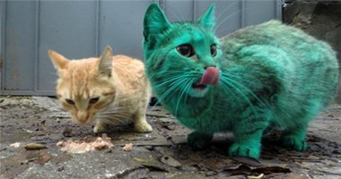 Xuất hiện mèo màu xanh lá kì lạ khiến dân mạng sửng sốt