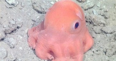 "Chết ngất" với loài bạch tuộc mới có vẻ ngoài dễ thương không tưởng
