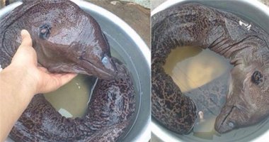 Cực sốc với "quái vật" đầu cá heo, thân cá chình xuất hiện ở Nam Định