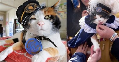 Hàng nghìn người thương tiếc dự tang lễ cô mèo trưởng ga nổi tiếng