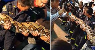 Tá hỏa phát hiện rắn khổng lồ tại nhà hàng Bangkok