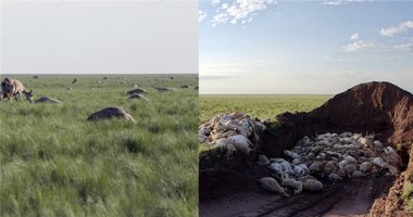60.000 linh dương chết hàng loạt, có “điều gì đó” sắp xảy ra?