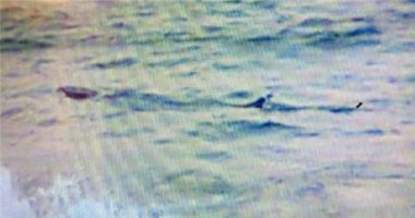 Cá lạ ở biển Phú Yên dài 4 mét