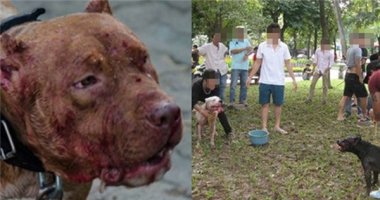 Người nước ngoài bức xúc trước tình trạng chọi chó ở Hà Nội