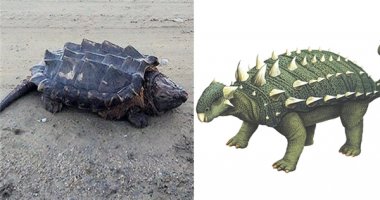 Choáng với hình ảnh kì lạ của loài rùa khủng long trăm năm hiếm thấy