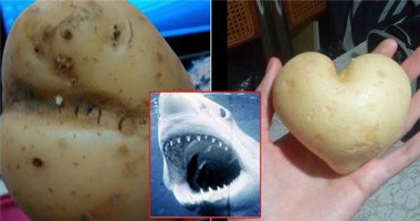 Những củ khoai tây hình thù quái đản thách bạn không ngạc nhiên