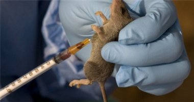 Thử nghiệm thành công thuốc kéo dài tuổi thọ trên loài chuột