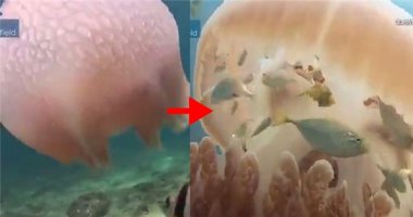 Bạn sẽ “choáng” khi nhìn thấy những gì bên dưới chú sứa này
