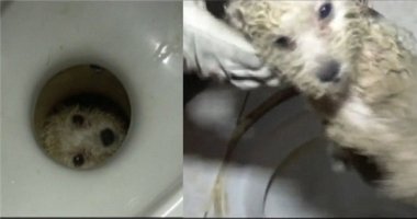 Giải cứu chú chó kêu gào thảm thiết vì bị kẹt dưới toilet