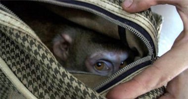 Xót xa chú khỉ bị xích và bỏ rơi trong túi xách
