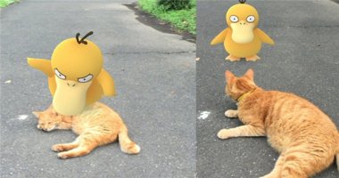 Pokemon cả gan ra đời thực "chọc giận" một chú mèo và cái kết bất ngờ