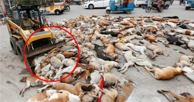 Phẫn nộ với hành động giết hàng loạt 700 con chó ở Pakistan