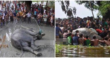 Cảm phục hành động của hàng trăm dân làng khi thấy voi mắc kẹt