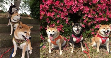 Yêu không chịu nổi với bộ ba anh em nhà cún ăn ảnh nhất Instagram