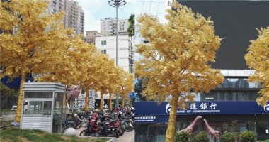 Choáng với hàng cây phủ vàng ròng trồng giữa đường phố