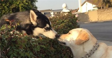 Chuyện tình hàng rào cực dễ thương của hai em cún đẹp trai xinh gái