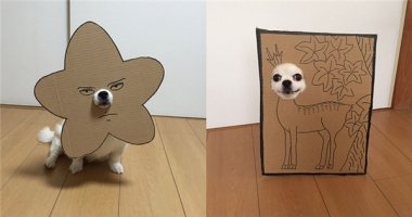 Cười ngặt nghẽo với bộ ảnh cosplay gây sốt của "siêu cún" Chihuahua
