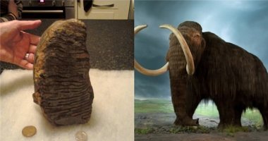 Tìm thấy răng khổng lồ của voi ma mút tuyệt chủng gần 5 triệu năm
