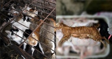 Kẻ giả danh yêu động vật để giết thịt hàng trăm con mèo gây phẫn nộ