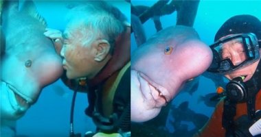 Ngưỡng mộ tình bạn 25 năm của ông thợ lặn và chú cá xấu xí
