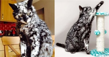 Kì lạ chú mèo 19 tuổi có bộ lông bạc dần như tóc người già