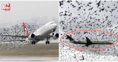 New York tàn sát hết chim chóc để dọn đường cho máy bay