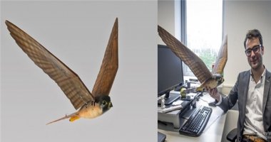 Thích thú với giải pháp dùng chim giả để bảo vệ sân bay