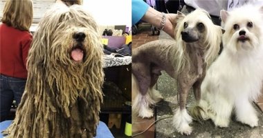 Những thí sinh cún độc lạ rộn ràng "thả thính" trong cuộc thi chó đẹp