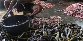 Đột nhập địa điểm xử lí rắn lớn nhất Indonesia