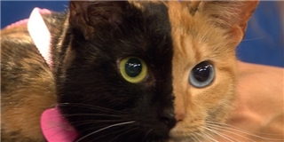 8 chú mèo cưng nổi tiếng thế giới bởi đôi mắt kì lạ 