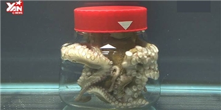 Bạn có biết về khả năng phi thường này của bạch tuộc?