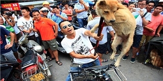 Tội ác man rợ quanh số phận của những chú chó ở Trung Quốc