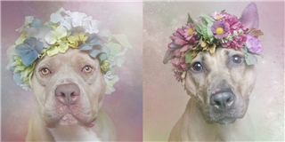 Khác lạ hình ảnh những chú chó theo phong cách... Lana Del Rey