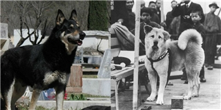 Chuyện cảm động về 8 chú chó trung thành nhất thế giới