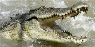 Nhảy xuống hồ có 1000 con cá sấu để tự tử