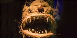 10 sinh vật có hình thù quái đản rùng rợn nhất đại dương