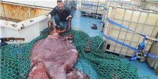 Cận cảnh con mực khổng lồ nặng 350kg ở New Zealand