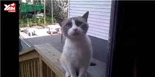Chú mèo cố gắng nói chuyện với người khiến người xem bất ngờ