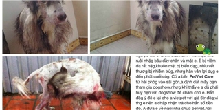 Chú chó Alaska bị chủ ngược đãi đến tàn tạ khiến dân mạng phẫn nộ