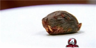 Kinh hãi cắn phải... đầu chuột chết trong thức ăn
