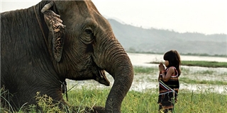 Chuyện bé gái Việt huấn luyện voi lên báo Anh