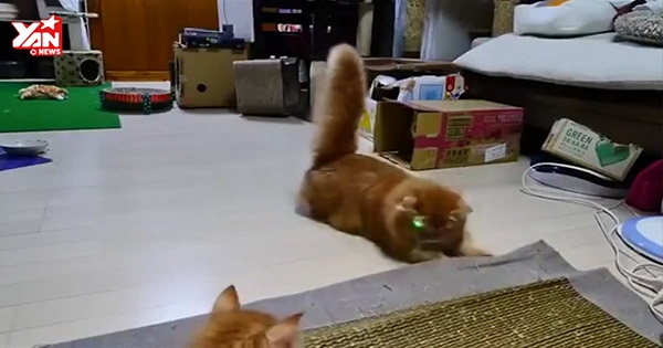 Cười hết cỡ khi gia đình mèo "náo loạn" với tia laser