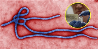 Thử nghiệm thành công văcxin phòng Ebola