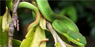 Vì sao rắn lục xuất hiện ồ ạt ở nhiều nơi?