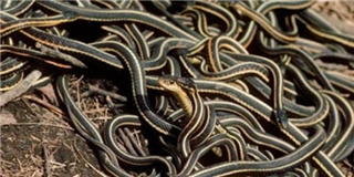 Kinh hoàng phát hiện 102 con rắn bò lổm ngổm trong nhà