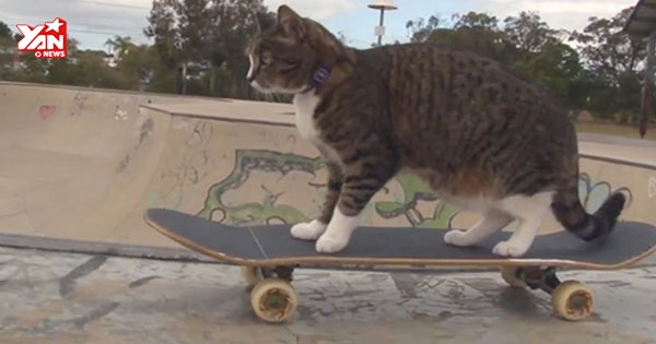 Chú mèo lướt ván "ngầu" nhất thế giới