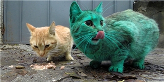 Xuất hiện mèo màu xanh lá kì lạ khiến dân mạng sửng sốt